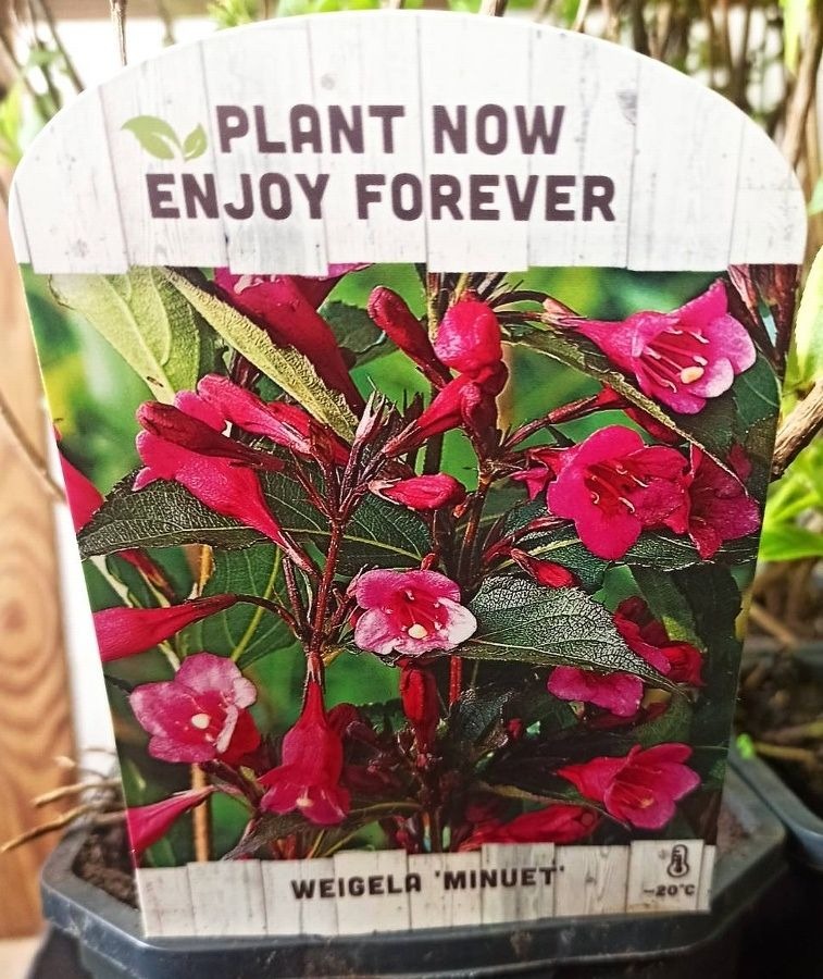 Venkovní keř - Weigela Minuet - Vajgélie květnatá